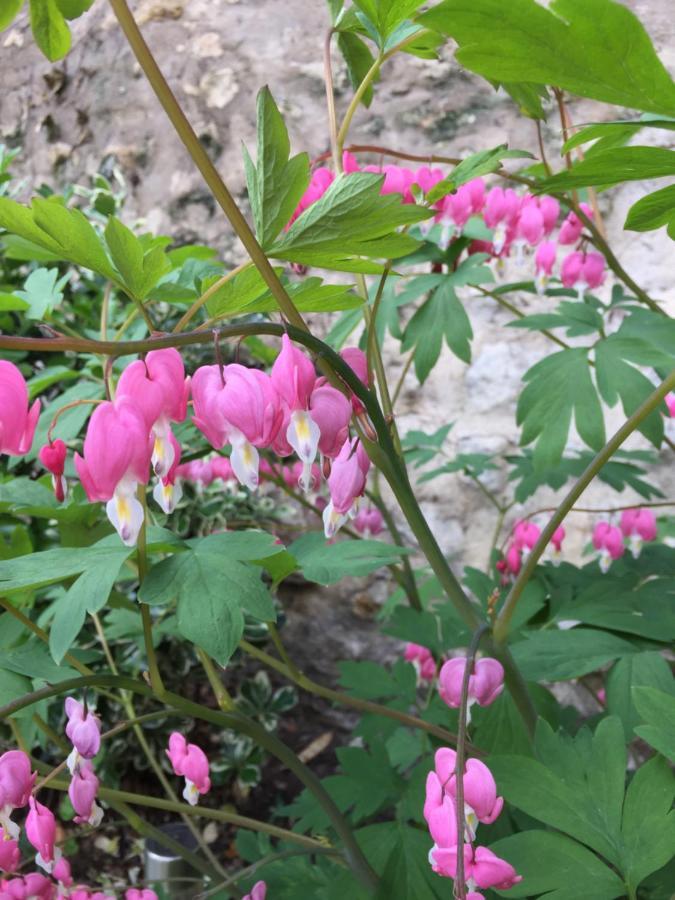 Maule Les Gites Du Clos Saint-Martin מראה חיצוני תמונה